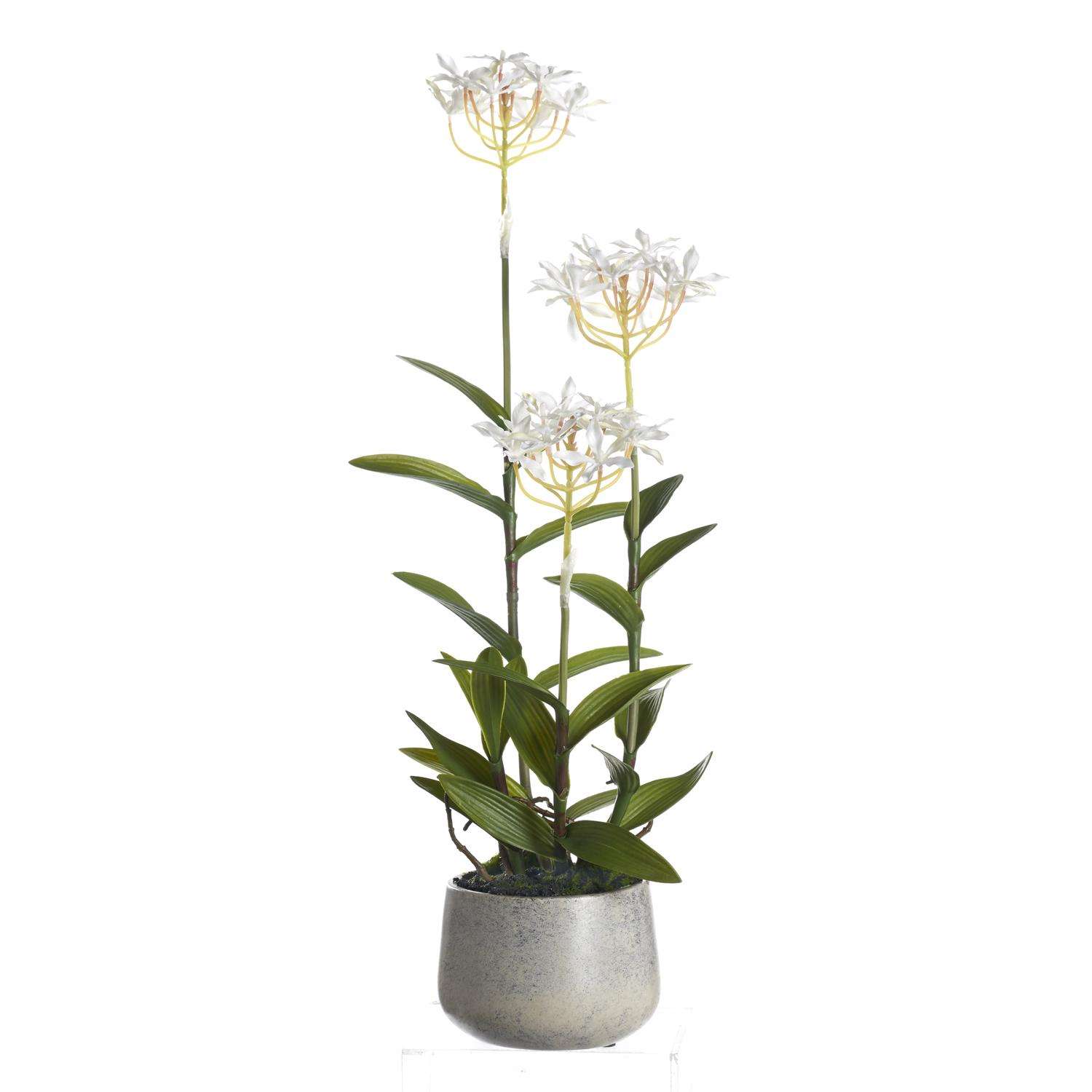  DW Silks 24 In. H X 8 In. W X 8 In. L Polyester White Epidendrum Orchids In Stone Planter
